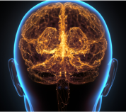Corteza cerebral