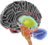 Ventrículos cerebrales: