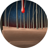 Los folículos pilosos