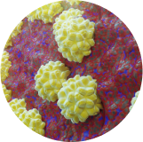 Enfermedades de Transmisión Sexual