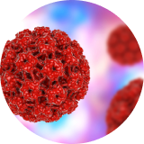 El Virus del Papiloma Humano - VPH