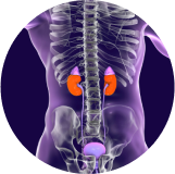 Enfermedad renal