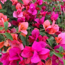 Diana  Manilla Mtra.